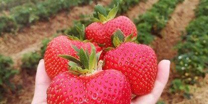 regionale Produkte - Selbsternte - Riesige Erdbeeren zuckersüß vom Feld - Huckepack Erlebnisernten