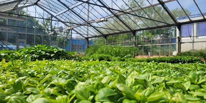 regionale Produkte - Biobetrieb - Jungpflanzen ziehen im Glashaus - Gärtnerei Rothenfeld
