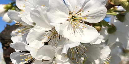 regionale Produkte - Niedersachsen - Die schöne Kirschblüte - Obsthof Matthies 