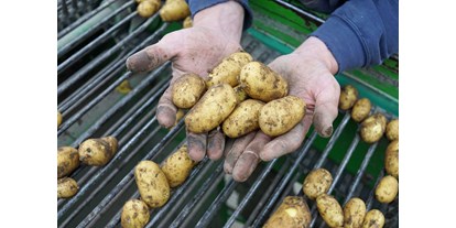 regionale Produkte - Nordrhein-Westfalen - Kartoffeln roden - Stautenhof