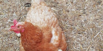regionale Produkte - Biobetrieb - Glückliche Hühner mit Küken - Daxlberg